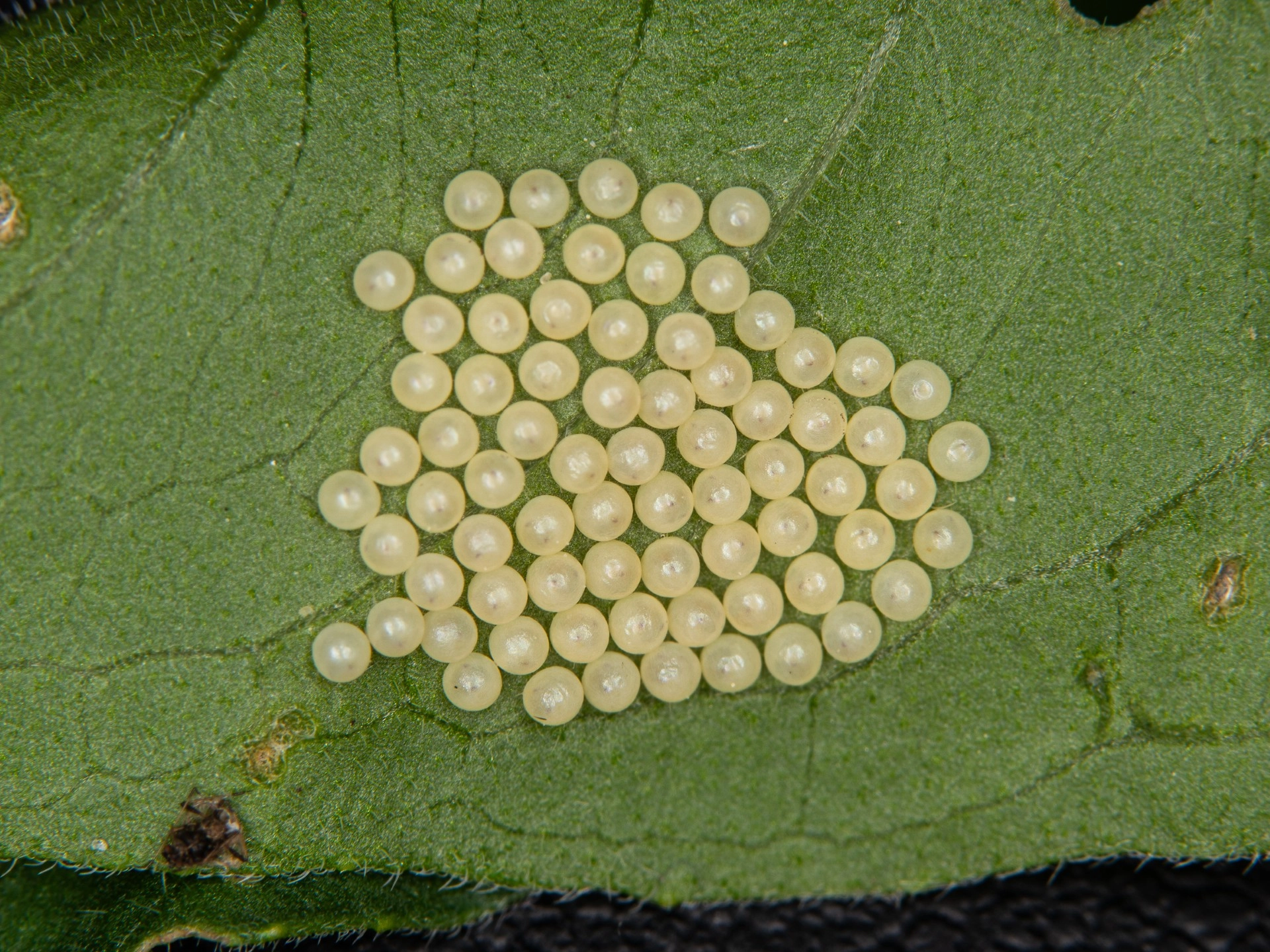 Kleine beer, Phragmatobia fuliginosa, eitjes, Rik Schilting, Amersfoort, 2024 06 03.jpg